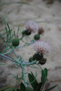 pitchers thistle flower.jpg